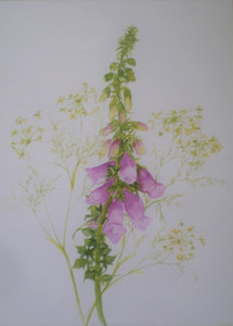 CD, Foxglove, watercolour.jpg